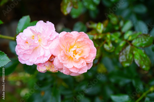 Apricot orange rose flower with water droplets growing in the garden