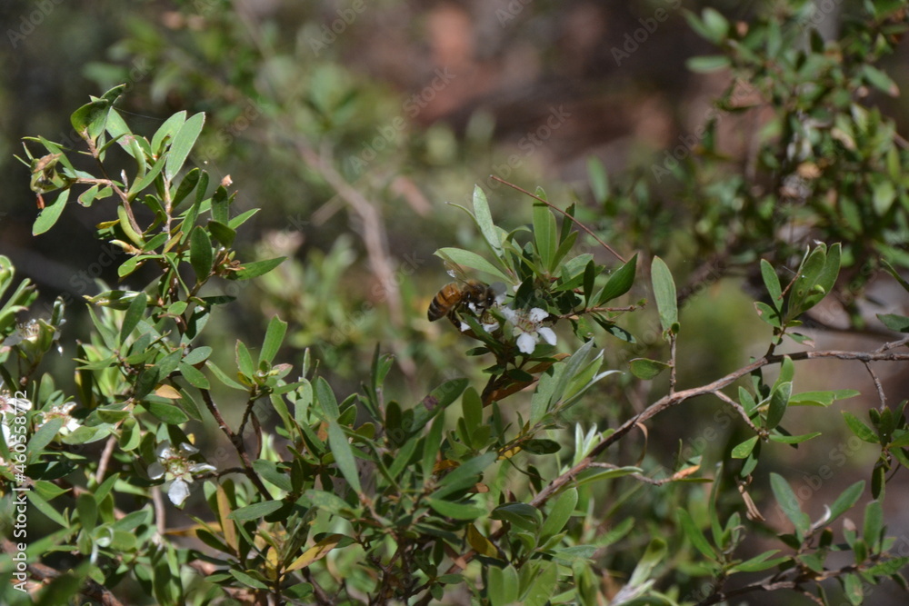 Australian Native Bee