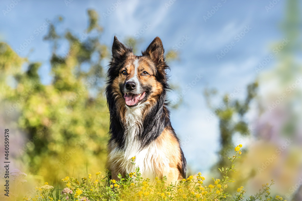Portrait of a tricolored border collie in a wildflower meadow