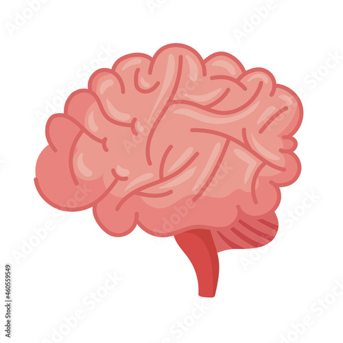 brain human organ