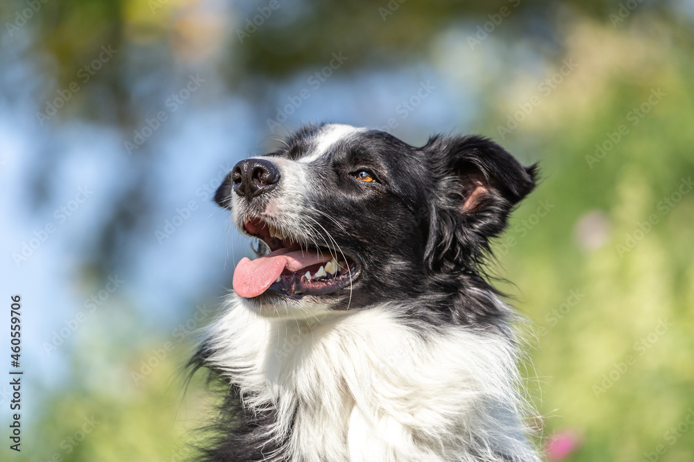 Portrait of a cute black and white border collie dog Portrait of a cute black and white border collie dog