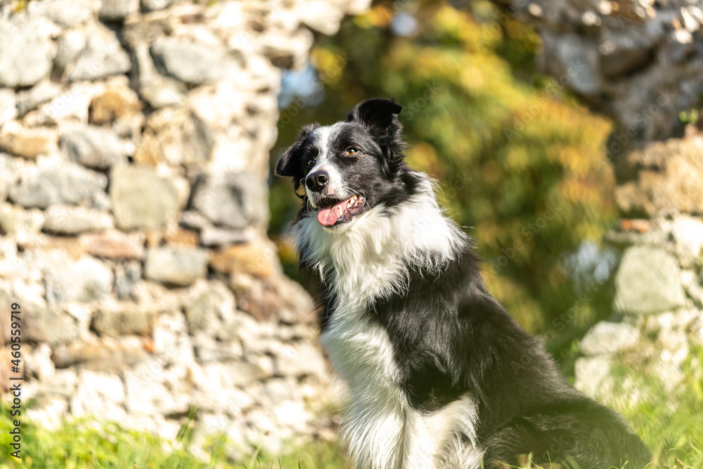 Portrait of a cute black and white border collie dog