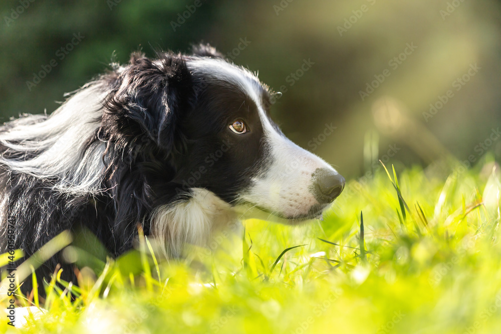 Portrait of a cute black and white border collie dog Portrait of a cute black and white border collie dog
