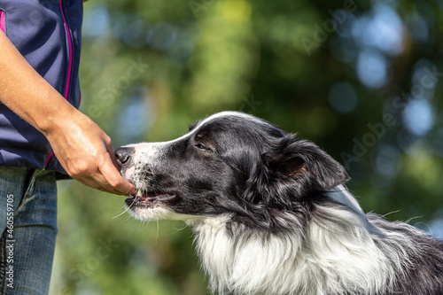 A person giving treats to a border collie dog photo