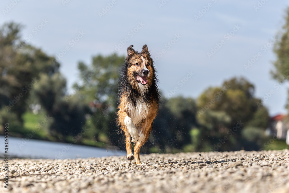 Portrait of a border collie dog running at the gravel beach bank of a river