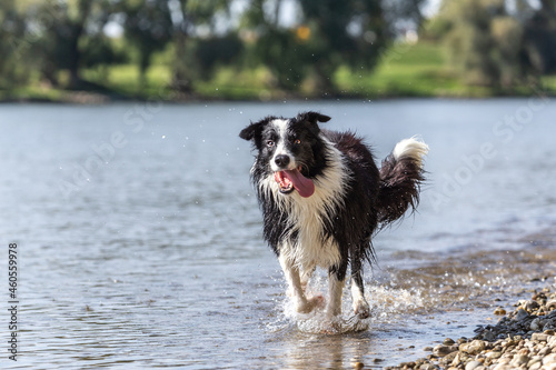 Portrait of a border collie dog running at the gravel beach bank of a river