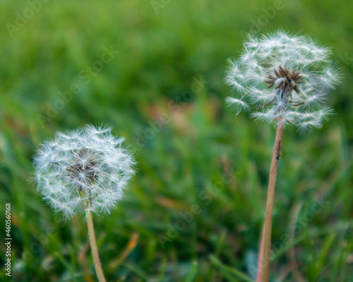 dandelion in the grass