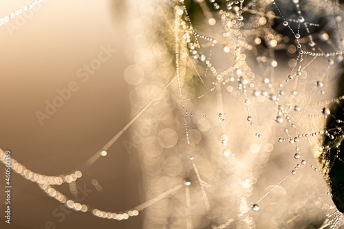 Macro shot of a drop of morning dew on a spider web.