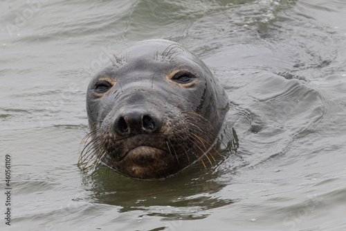 Close up of a Northern elephant seal, seen in the wild in North California