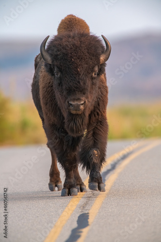 Bison crossing the centerline of a road
