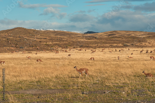Interesting wildlife appeared on the highway, located in the Patagonian Plateau in Chile, South America. Interesting picture.