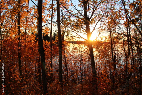 Sunset Behind The Autumn Trees, Elk Island National Park, Alberta