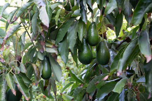 Ettinger avocado hangs on the tree for picking