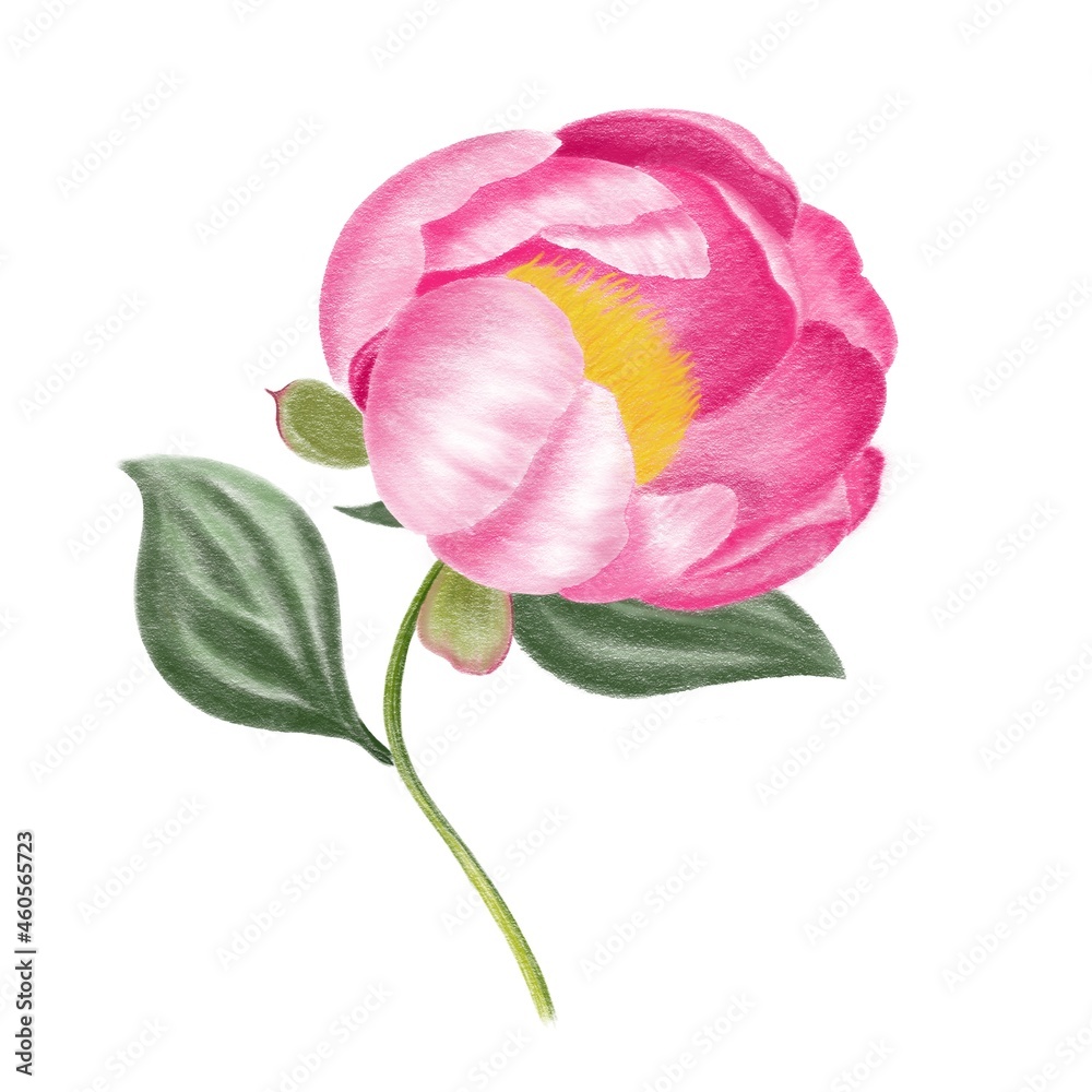 pink rose peony isolated on white