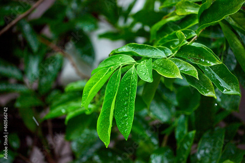 water drops on green leaves on rainy season 