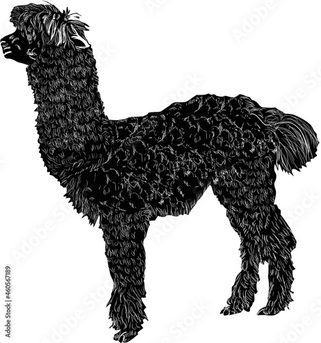 alpaca sketch isolated on white