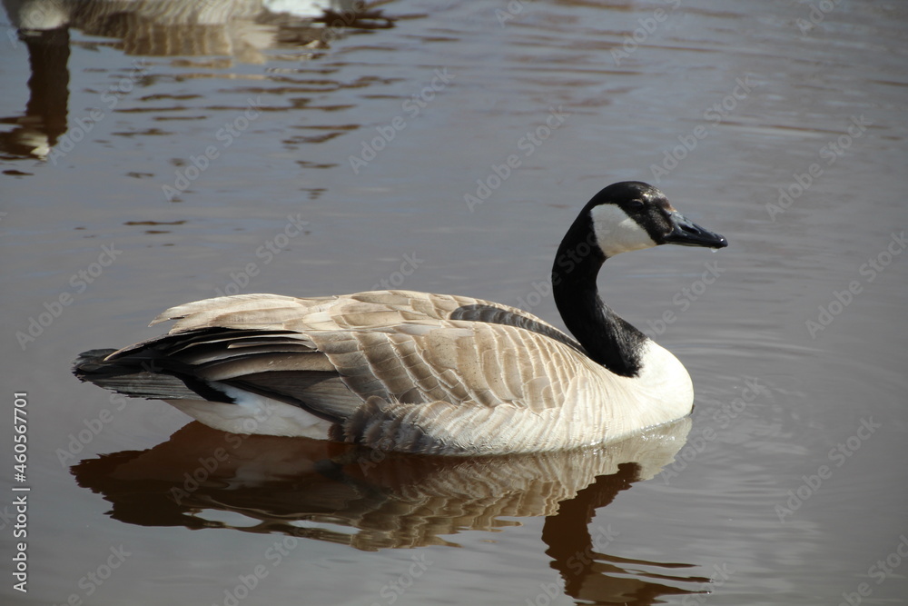 Goose On The Water, Gold Bar Park, Edmonton, Alberta Goose On The Water, Gold Bar Park, Edmonton, Alberta