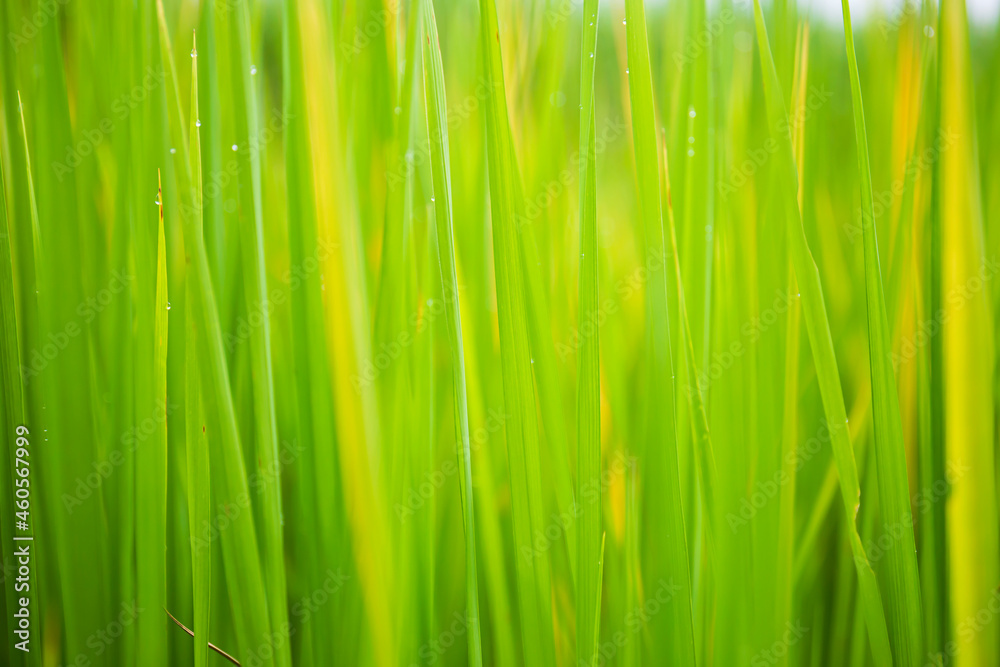 The green background of the rice plant in the morning has water droplets on it. The green background of the rice plant in the morning has water droplets on it.
