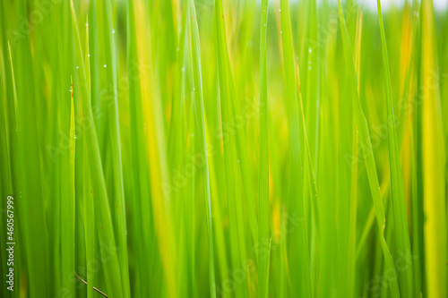 The green background of the rice plant in the morning has water droplets on it.