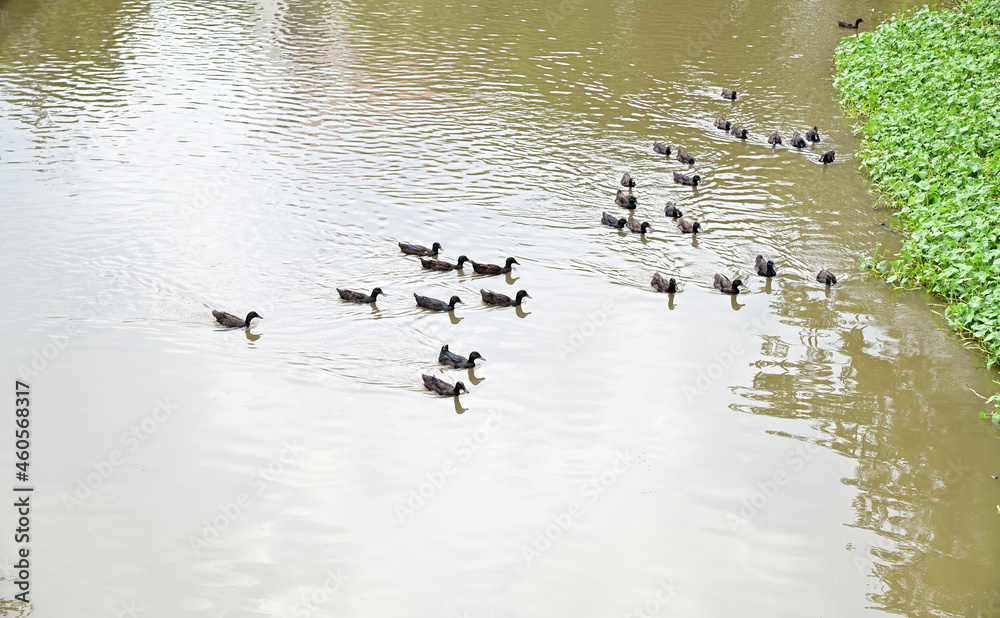 A Large Group of black ducks is looking for food in the canal with natural background at Thailand. A Large Group of black ducks is looking for food in the canal with natural background at Thailand.