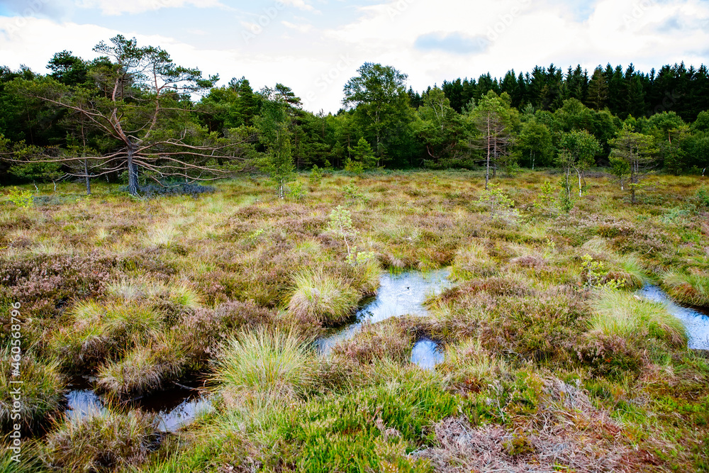 Fototapeta premium Black moor nature landscape called Schwarzes Moor in Germany, Bavaria and Hesse region.