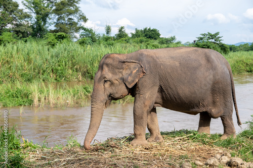 Elephants standing at The Ping river  CHIANG MAI  THAILAND