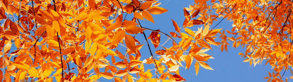 Yellow tree leaves and blue sky banner panoramic Yellow tree leaves and blue sky banner panoramic