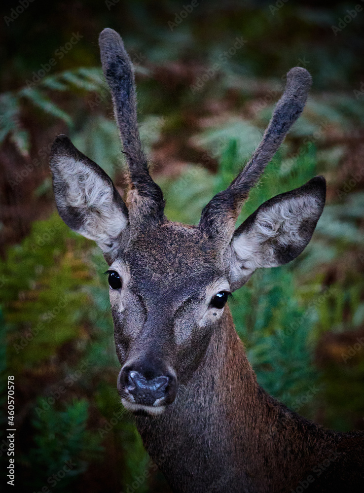 Fototapeta premium deer in the forest