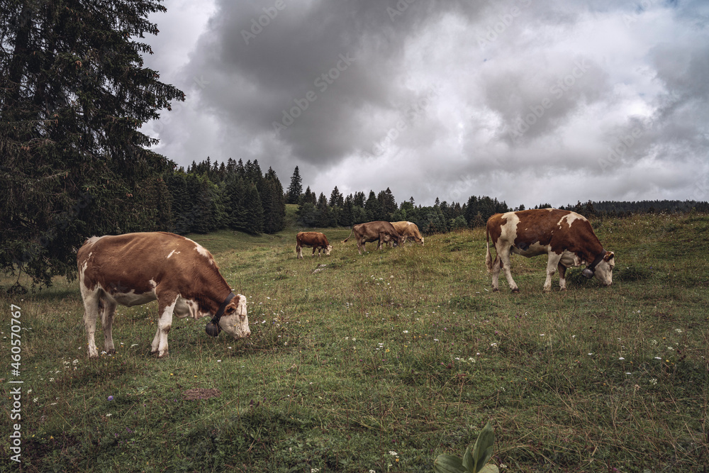 TROUPEAU DE VACHES à L'ALPAGE