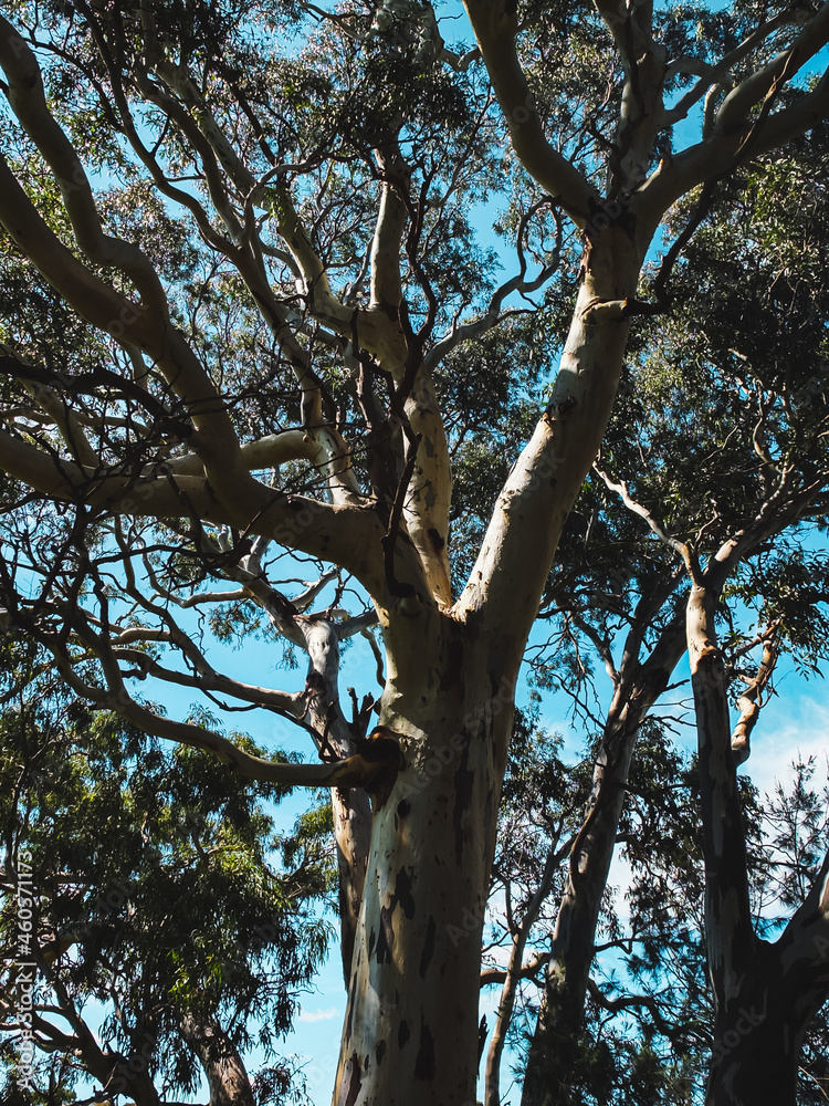 Obraz premium tree in the park