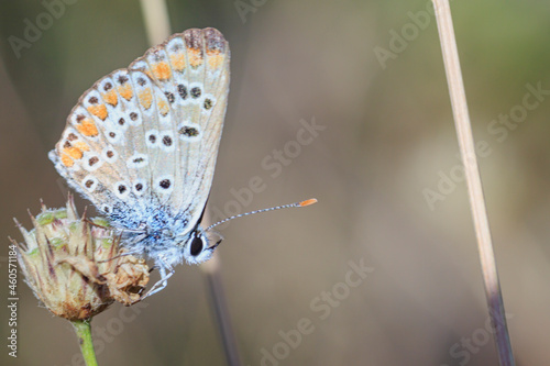small beautiful brown butterfly with spread wings on a stem side view on a blurred background macro