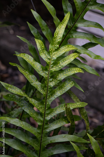 fern leaf in the forest Microsorum commutatum photo