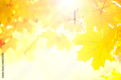 Autumn yellow maple trees on a sunny day.Autumn background with maple leaves close up
