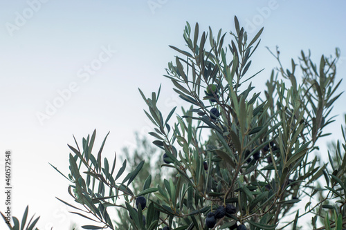 Fototapeta Naklejka Na Ścianę i Meble -  Photogrpahy of olive tree with green and black olives