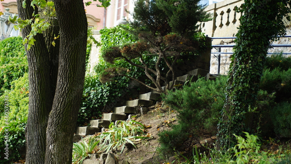 a tree in the garden