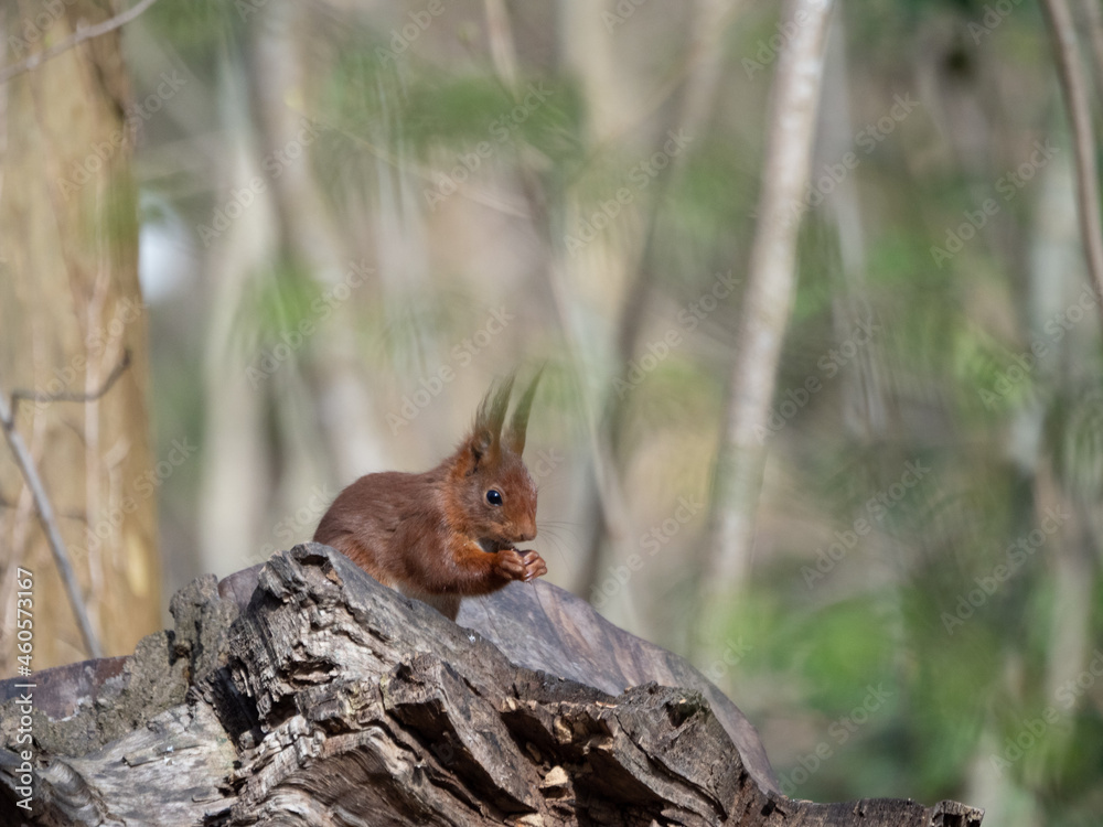 Fototapeta premium wildlife