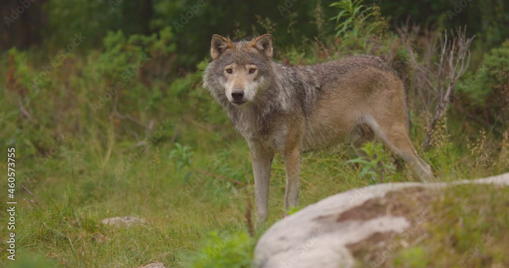 Close-up of a large male grey wolf standing in the forest Close-up of a large male grey wolf standing in the forest