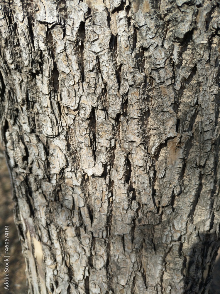 Obraz premium tree