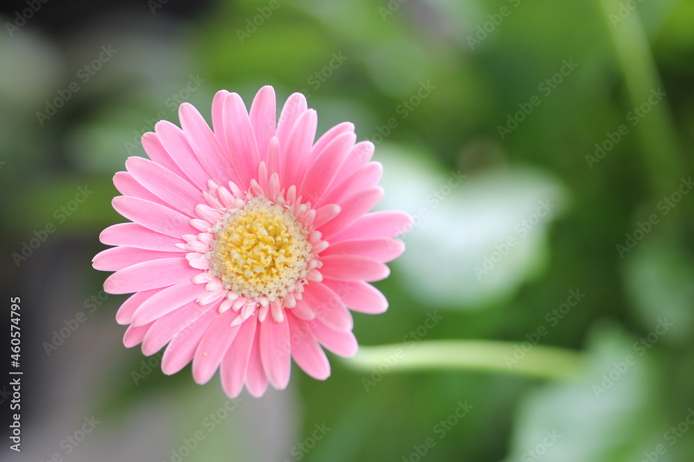 Obraz premium ガーベラ