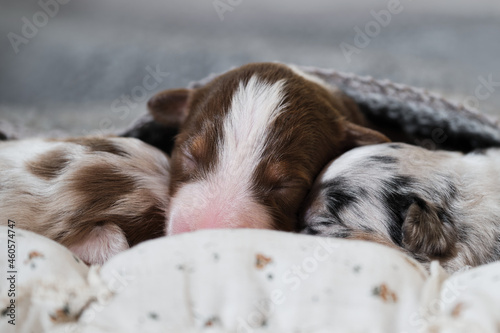 Fototapeta Naklejka Na Ścianę i Meble -  Aussie puppies lie and sleep on white pillows covered with warm gray knitted blanket. Newborn Australian Shepherd dogs. One red tricolor puppy sleeps sweetly and two merle on sides.