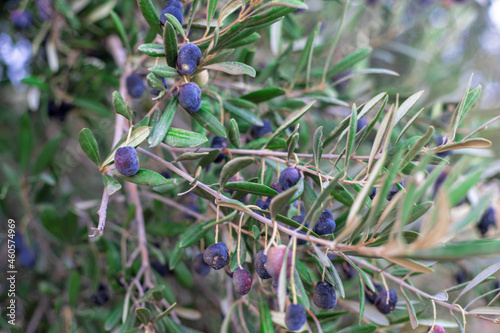 Photogrpahy of olive tree with black olives