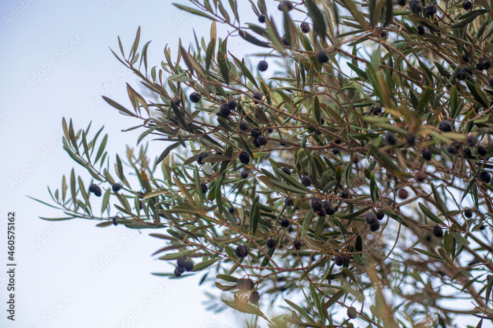 Photogrpahy of olive tree with black olives Photogrpahy of olive tree with black olives
