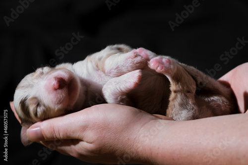 Australian Shepherd sleeps in womens palms on neutral black minimalist background. One thoroughbred newborn dog. Hold newborn puppy aussie red merle in hands. © Ekaterina