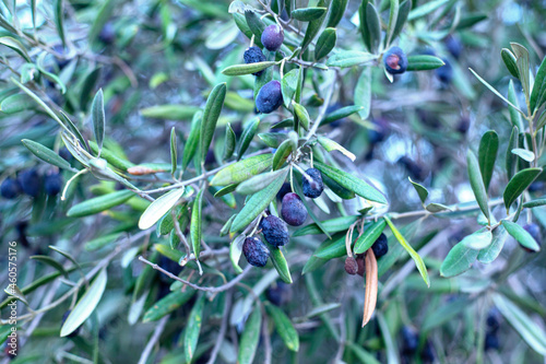 Photogrpahy of olive tree with black olives