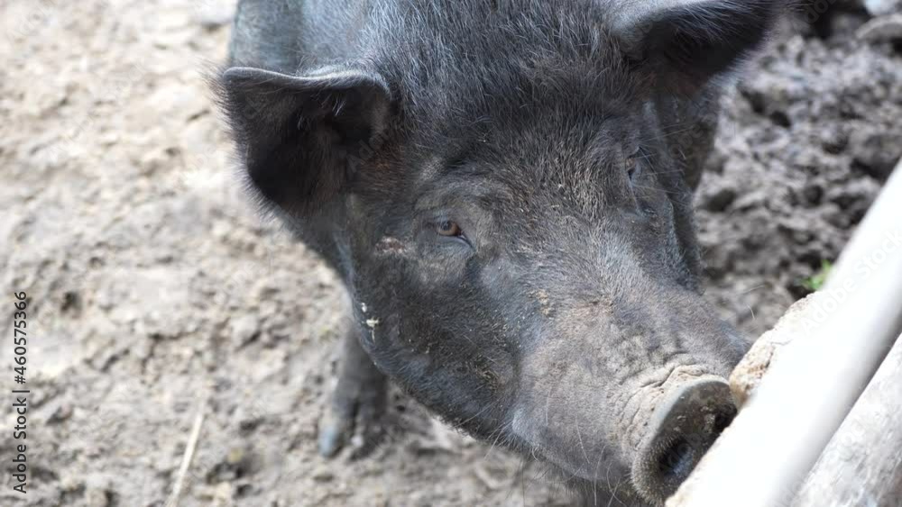 Pigs walking in the pen. Pigs running around in the paddock way of life on the farm. Pigs walking in the pen. Pigs running around in the paddock way of life on the farm.