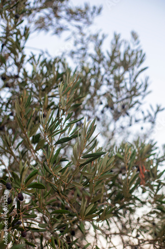 Photogrpahy of olive tree with black olives
