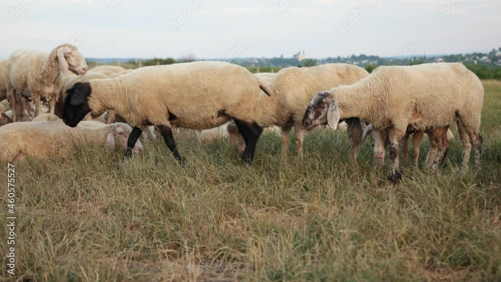Texel is breed of sheep. Yorkshire, england. Landscape, horizontal. Space copy Texel is breed of sheep. Yorkshire, england. Landscape, horizontal. Space copy