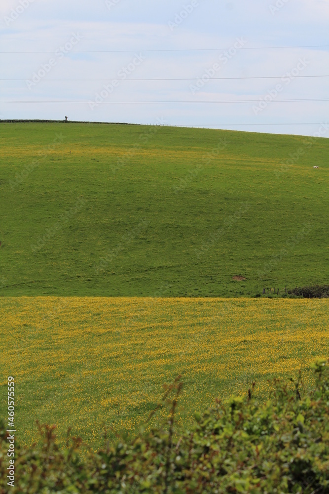 Fototapeta premium prairie vallonée, vallons, colline, champs, bouton d'or, perspective, horizon, décor, fond d'écran, charolais