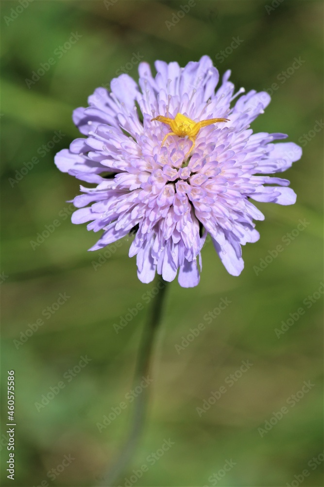 araignée-crabe, violet, macro, contraste, détail, été, soleil, insecte araignée-crabe, violet, macro, contraste, détail, été, soleil, insecte