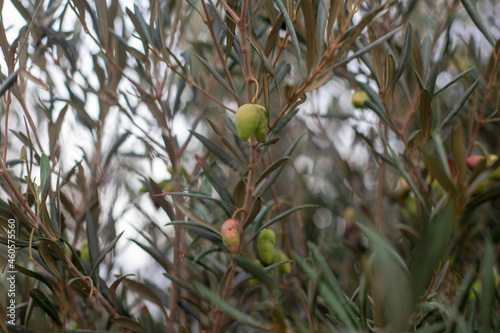 Photogrpahy of olive tree with green olives